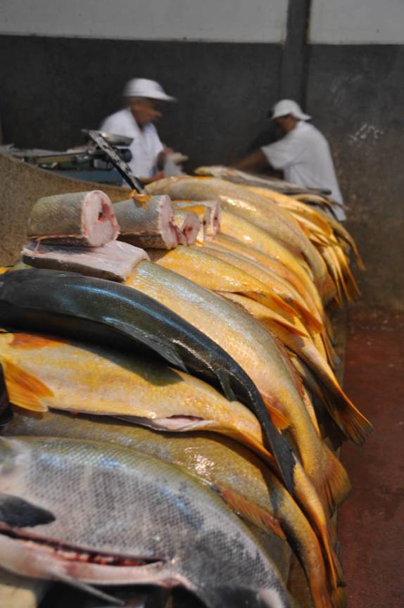 Venda de pescada-amarela no Mercado Ver-o-Peso, em Belém - PA
